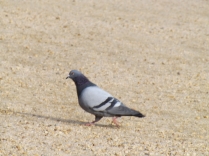 "D.C. Pigeon" by burglaringbee is shared under CC4.0